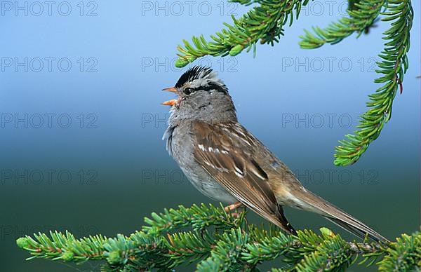 White Crowned white-crowned sparrow