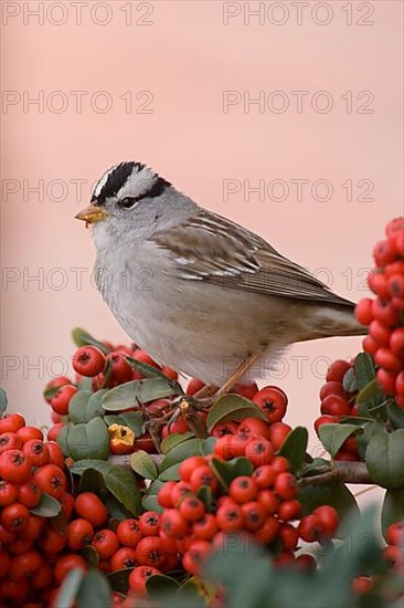 White-crowned sparrow