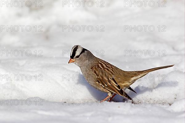 Adult white-crowned sparrow