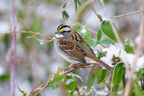 White-throated sparrow