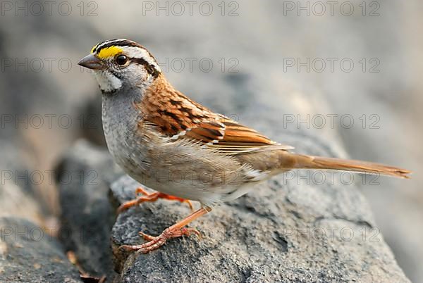 White-throated sparrow