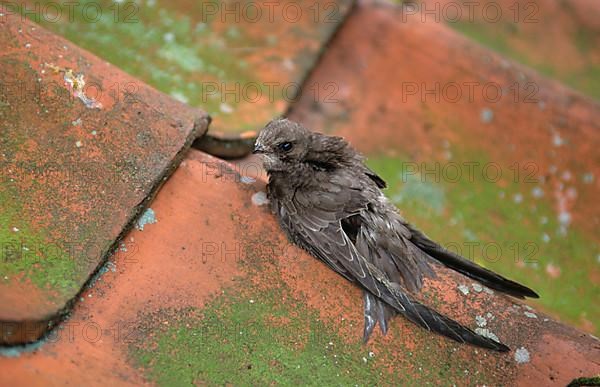 Pallid swift