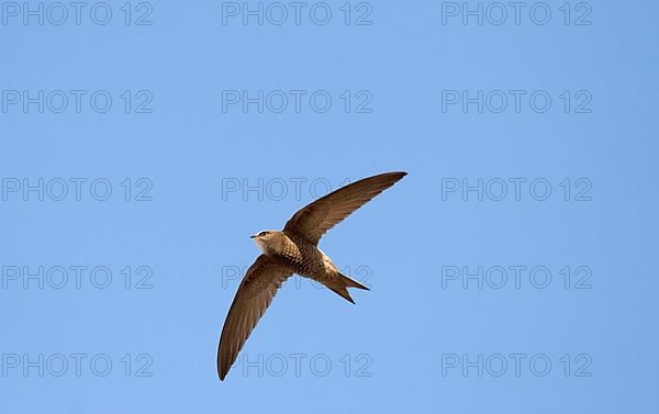 Pallid swift