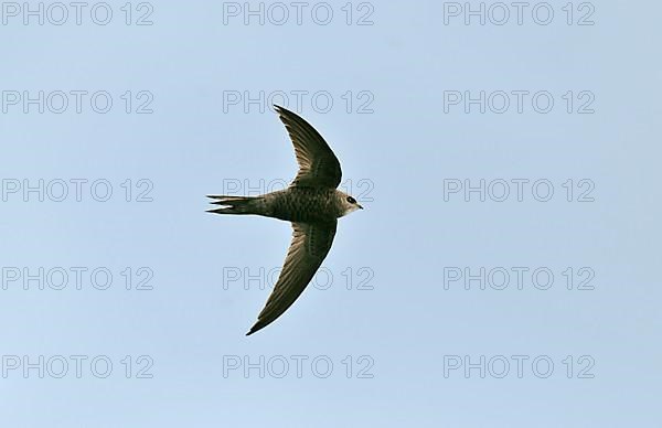 Pallid Swift