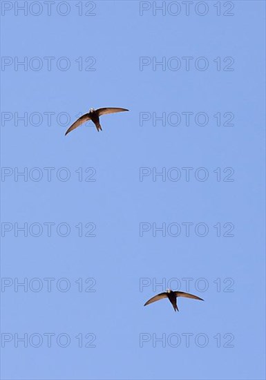 Pallid swift