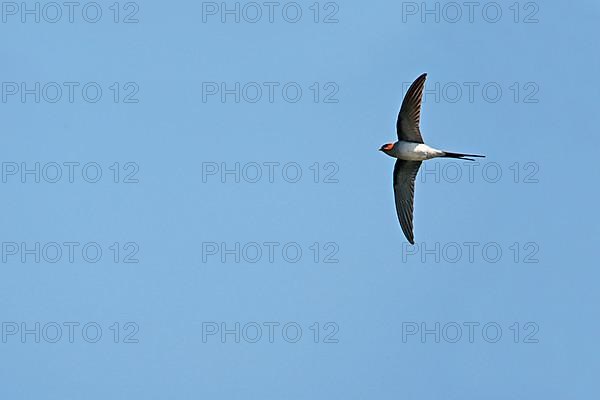 Crested Treeswift