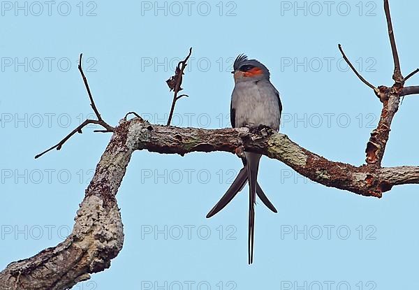 Crested Treeswift