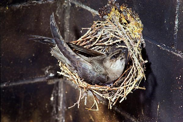 Chimney swift