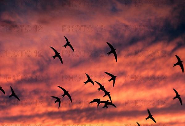 Common swift