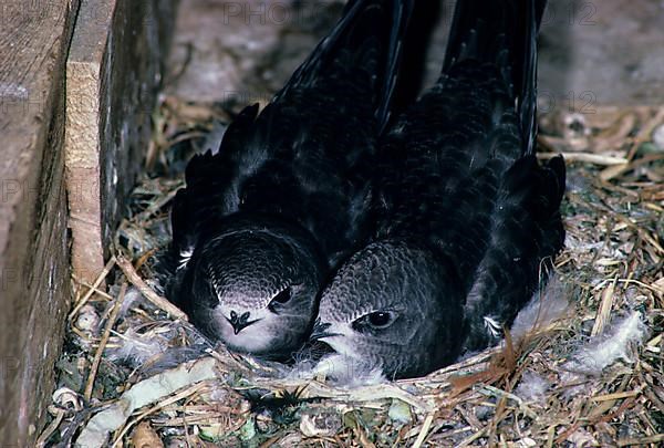 Common swift