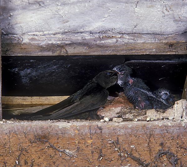 Common swift