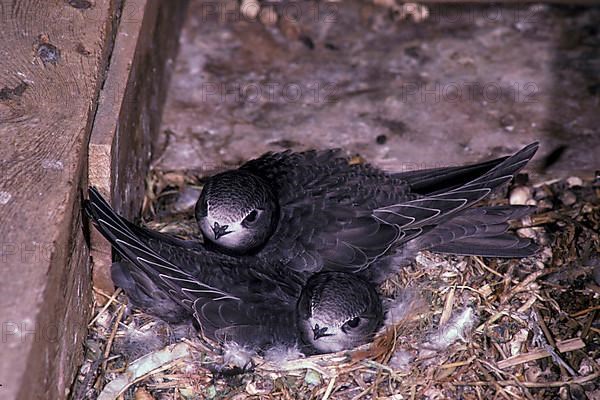 Common swift