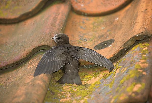 Common swift