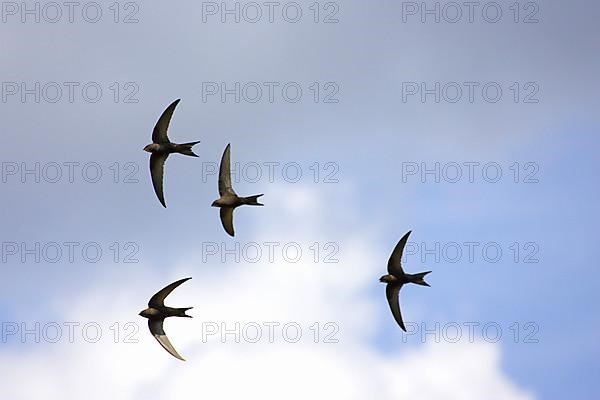 Common Swift