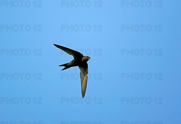 Common Swift