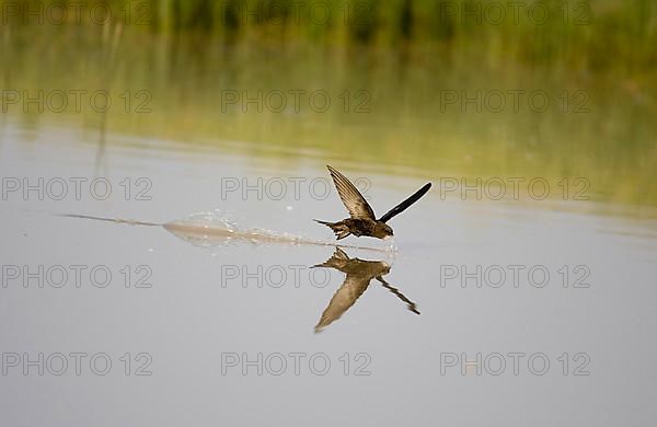 Common swift