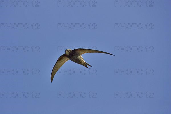 Common swift