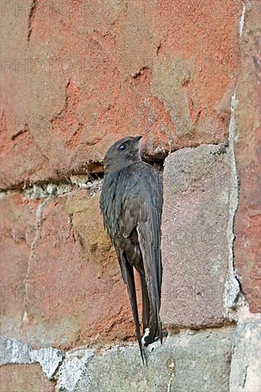 Common Swift