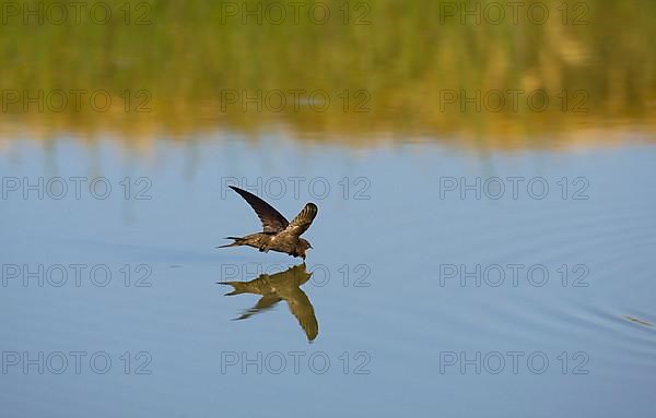 Common swift