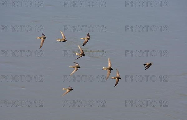 Common swift