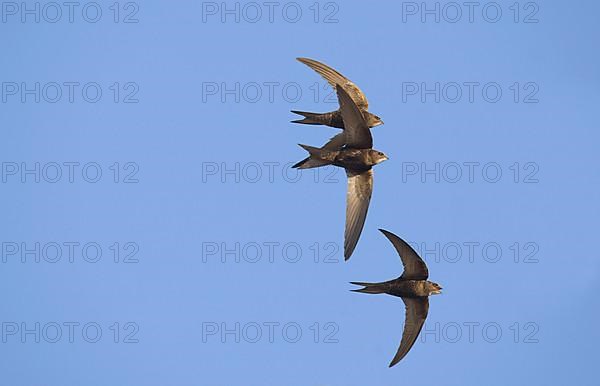 Common swift