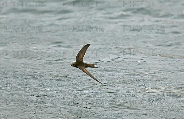 Common Swift