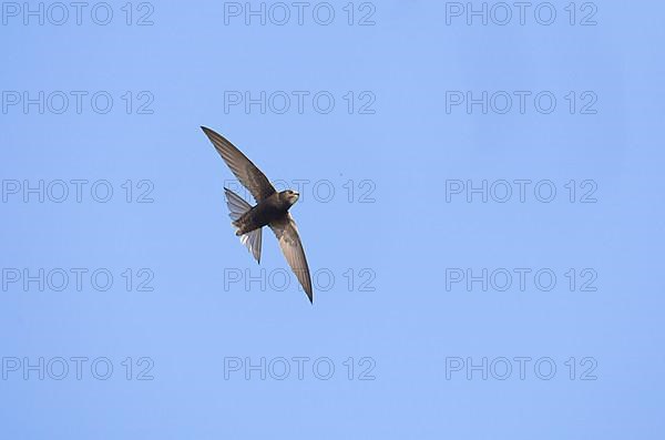 Common Swift