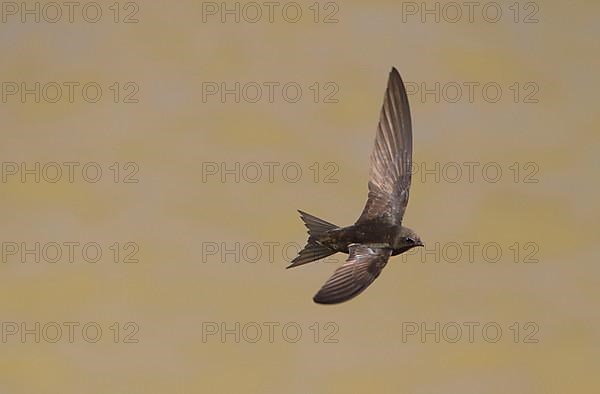 Common Swift