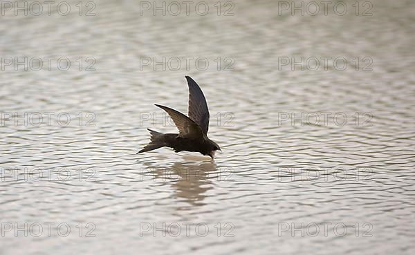 Common Swift