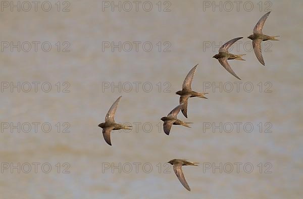 Common Swift