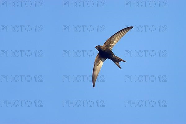 Common Swift