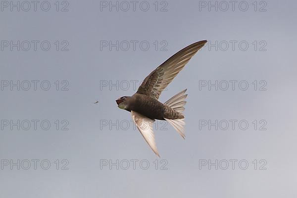 Common swift