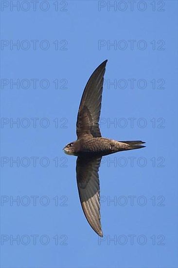 Common swift