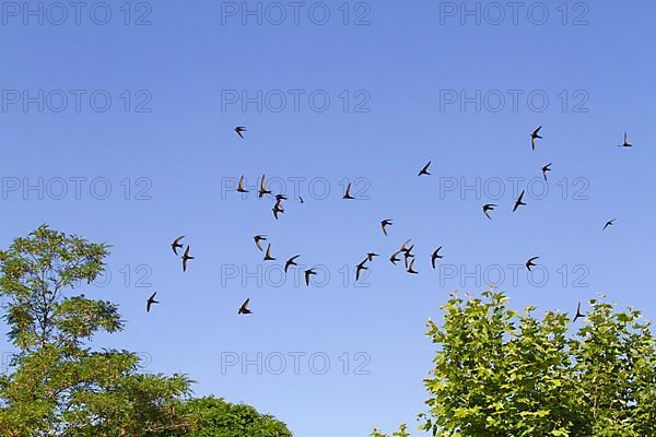 Common Swift