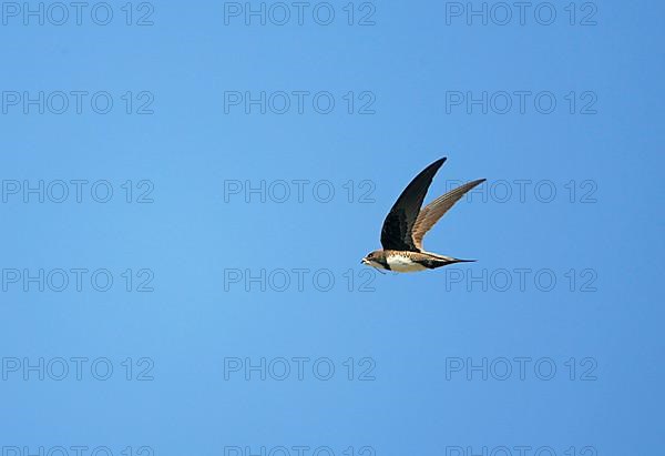 Alpine Swift