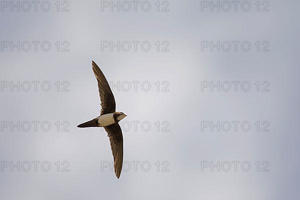 Alpine swift