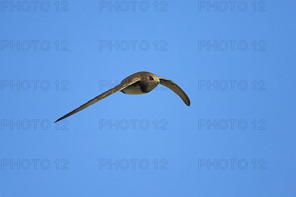 Alpine swift