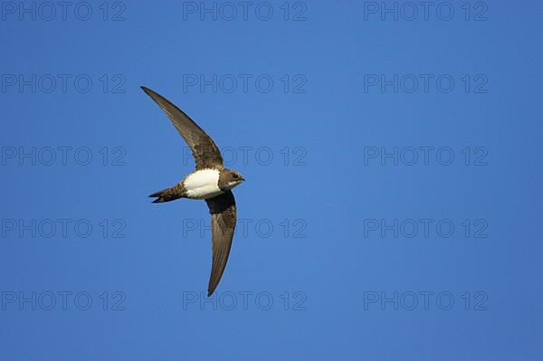 Alpine swift