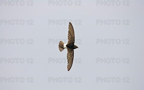 Lesser little swift