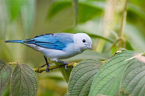 Bishop's Tanager