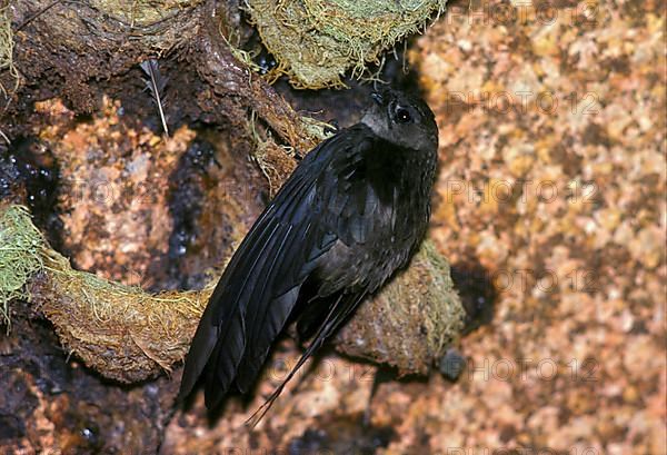 Cave salangana of the Seychelles