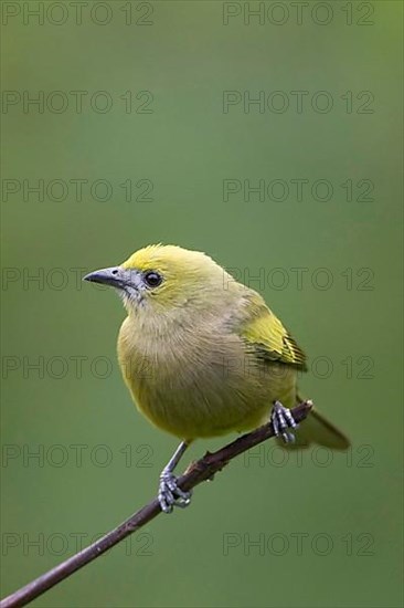 Palm Tanager