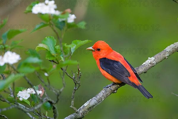 Scarlet tanager