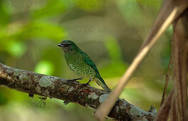 Swallow Tanager