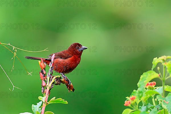 Silver-beaked Tanager