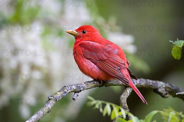 Summer Tanager