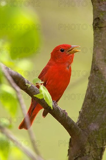 Summer tanager