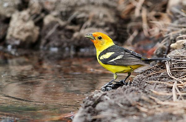 Western Tanager