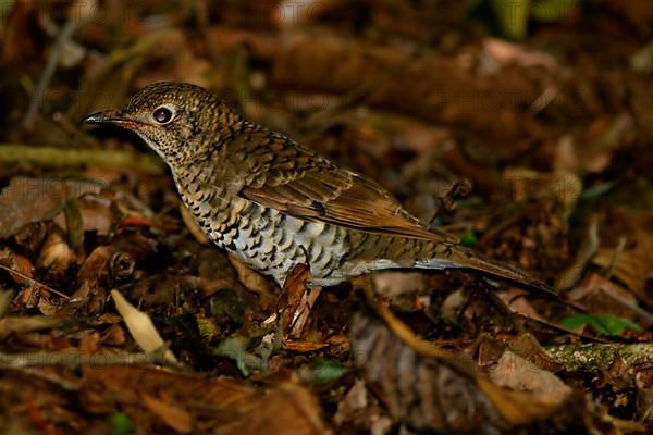 Heine's Ground Thrush