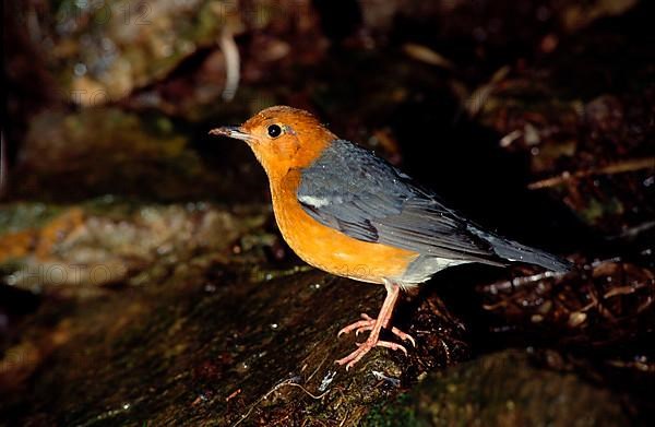 Orange-headed Ground Thrush